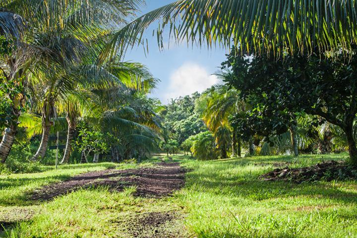 Kirpal Meditation And Ecological Center Pahoa Extérieur photo