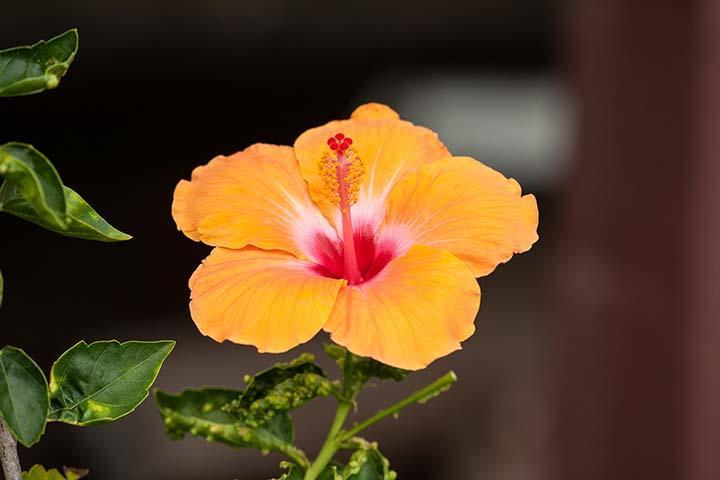 Kirpal Meditation And Ecological Center Pahoa Extérieur photo